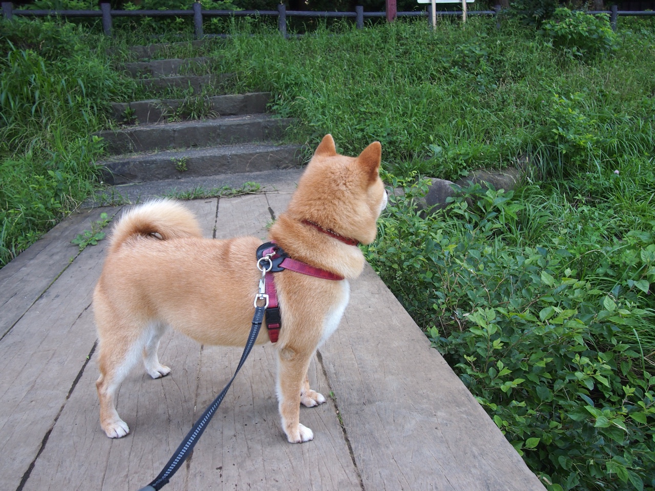 “青训教练员经过国际培训,教学方法更加多样先进”,青训教练是什么意思