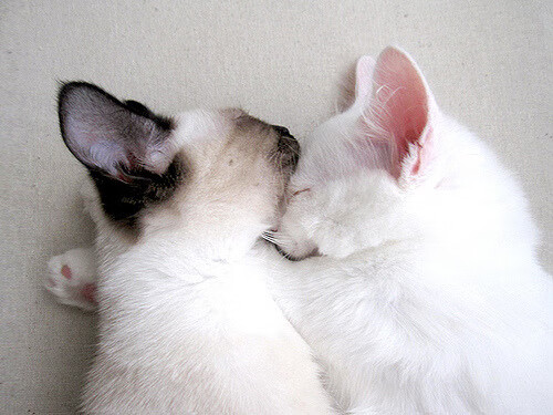 开云彩票-摩洛哥队在巴黎奥运会男足比赛中获得铜牌，创历史